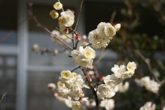 八重の桜　２