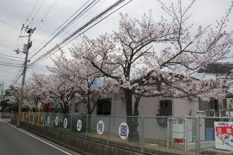 桜の花が咲きました。