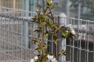 幼稚園の桜