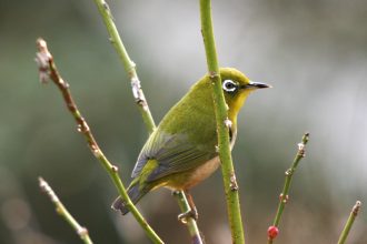 春のさえずり