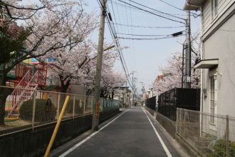 勝愛の桜