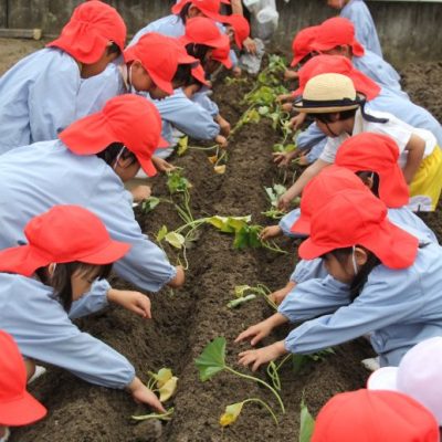 いもの苗植え（年中・年長）