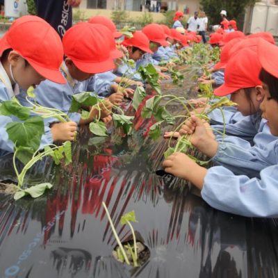 さつま芋苗植え（年中・年長）