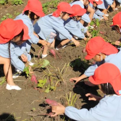 芋掘り（年中）