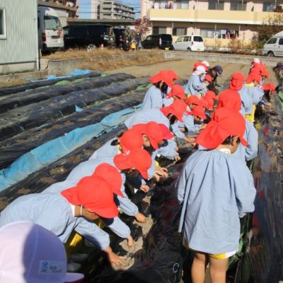 えんどう豆種まき（年少・年中）