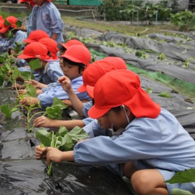 芋の苗植え（年中・年長）