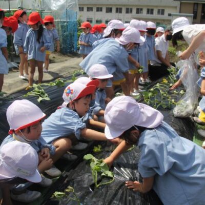 いもの苗植え（年中・年長）