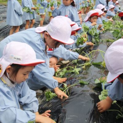 いもの苗植え（年中・年長）