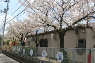 園庭の桜