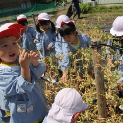 えんどう豆収穫（年中・年長）