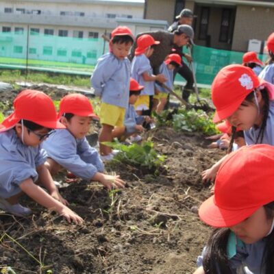 芋掘り（年中）