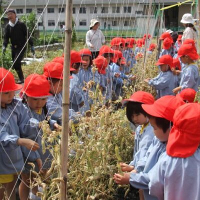 えんどう豆収穫（年中・年長）